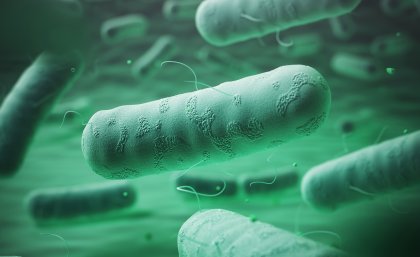 Gram-negative bacteria Gram-negative bacteria